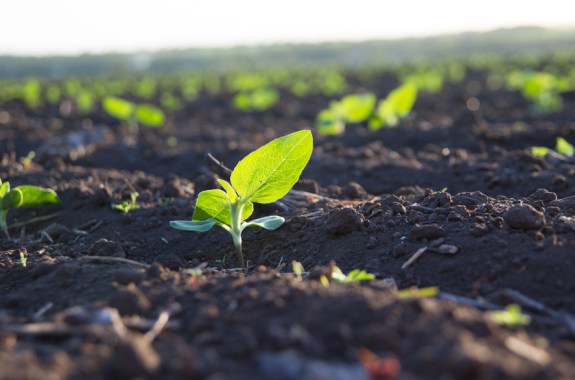 Is Healthy Soil the Low-Tech Solution to Climate Change?