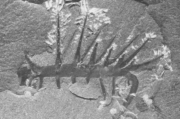 ‘Evolutionary Misfit’ Finds Its Way Into the Family Tree