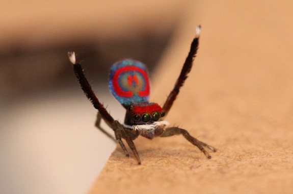 Shake Your Silk-Maker: The Dance of the Peacock Spider