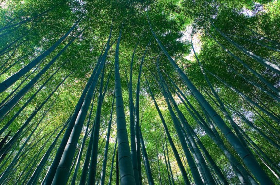 Plant Emissions: How Do Trees Interact With Pollution?