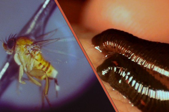 Creature Double Feature: Zombies and Bloodsuckers