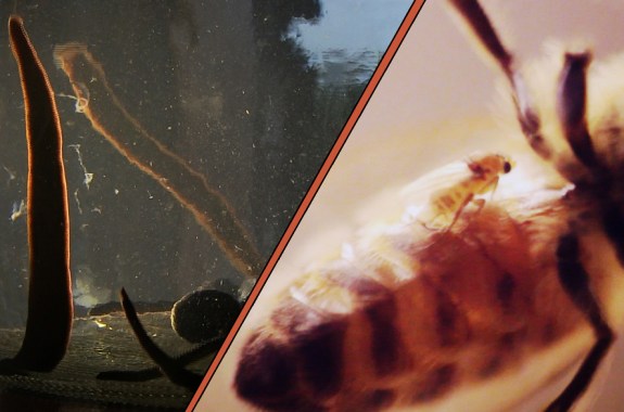 Creature Double Feature