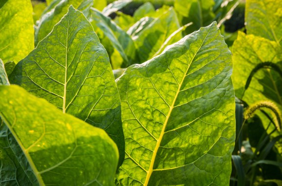 Opening Up the Synthetic Biology Toolkit