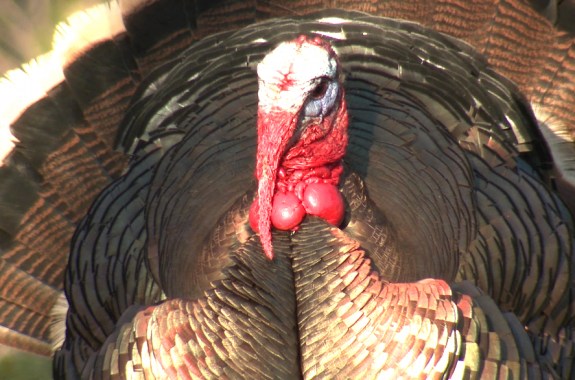 ‘Hot’ for Turkey