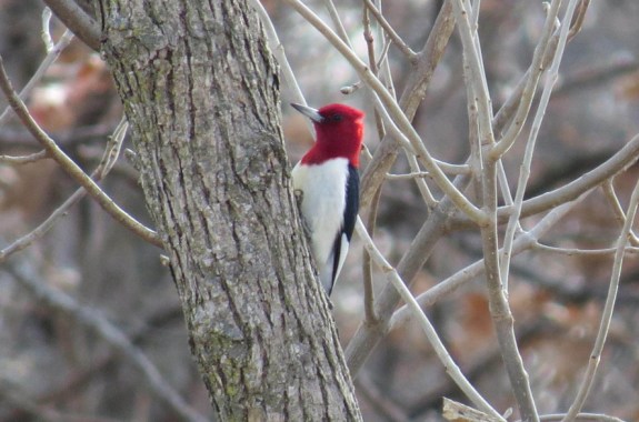 Birding Into the New Year