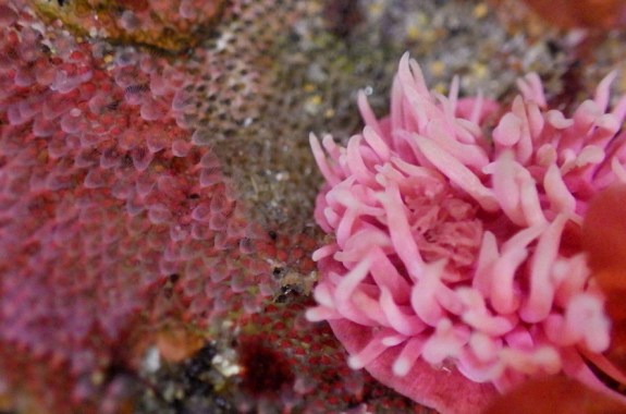 Catching Up on Sea Slug Science