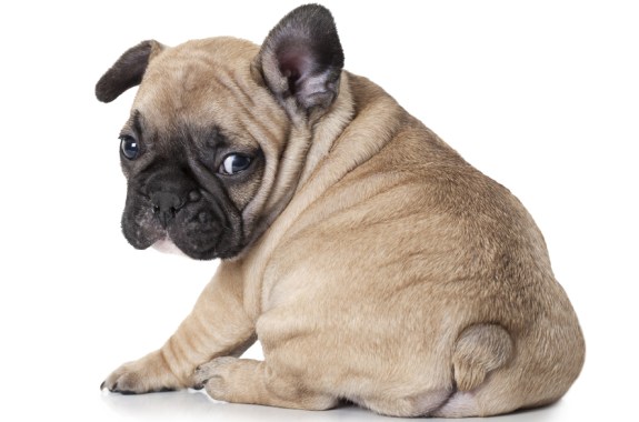 Dogs, They’re Just Like Us