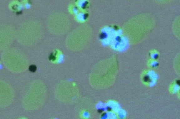 Malaria Parasite Lures Mosquitoes With Bait-and-Switch