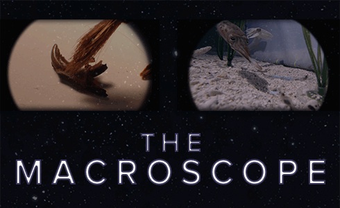 Science Friday Introduces New Video Series, ‘The Macroscope’