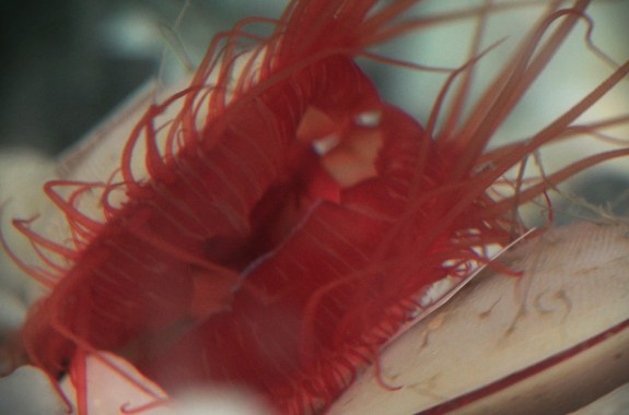 Flash of the Disco Clam