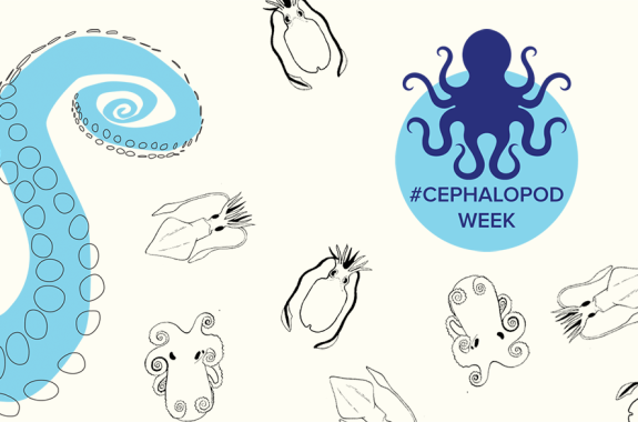 Cephalopod Week Is Back