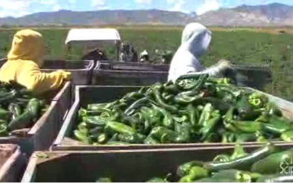 Cultivating the Perfect Chili Pepper
