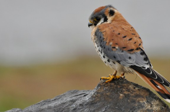 The Biology of Birds of Prey