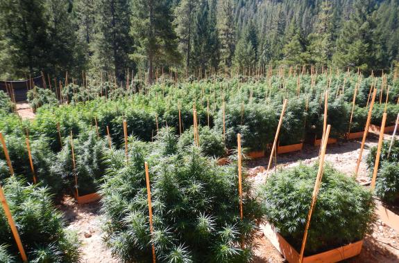 Black-Market Marijuana Farming Is Far From Green