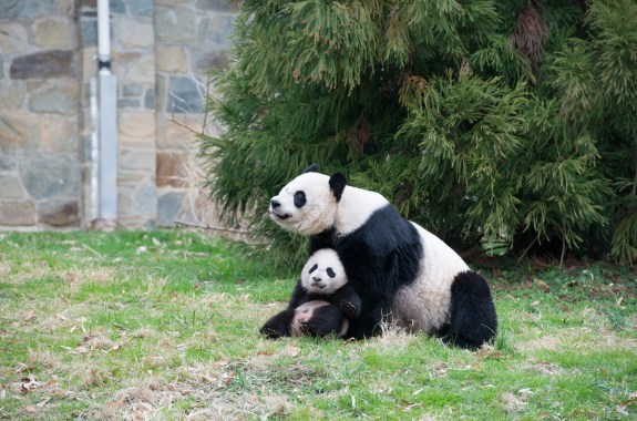 Pregnant Pause: Panda Pregnancy Is a Game of Wait and See