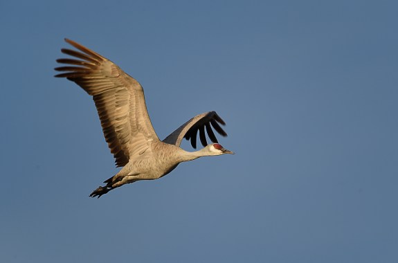 Birds To Spot In Your Yard This Fall