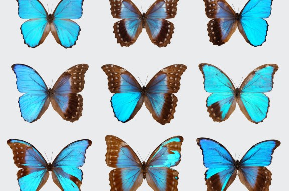 a collage of different patterned blue butterflies