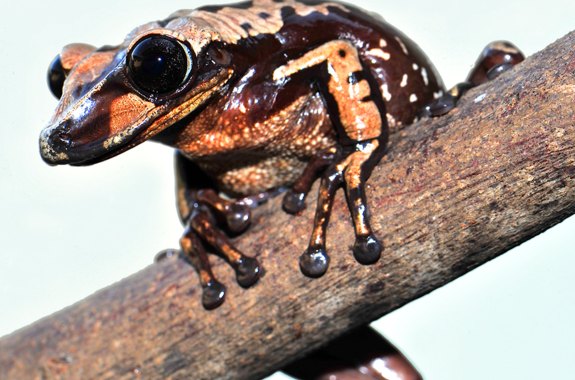 Venomous Frogs, a Polar Bear World Record, and Printing Pills