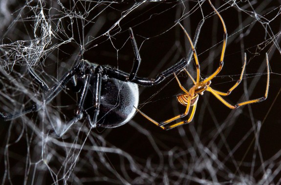 Spider Stories That’ll Stick With You