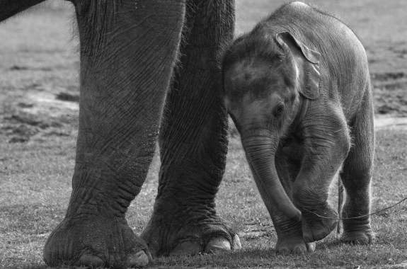 Anxious About Math? Count an Elephant’s Toenails