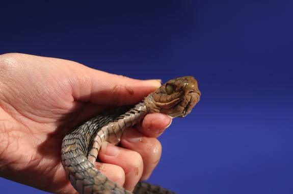 Diary of a Snake Bite Death