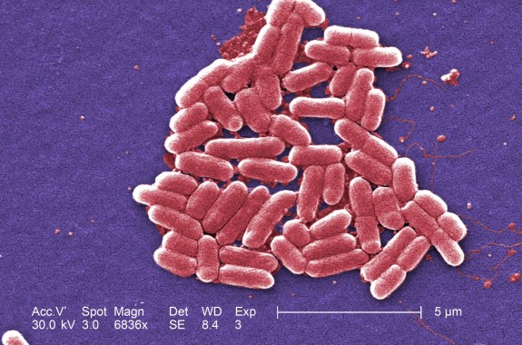 Antibiotic Awareness, Bee Blunders, and Barbie Becomes a ‘Chatty Cathy’