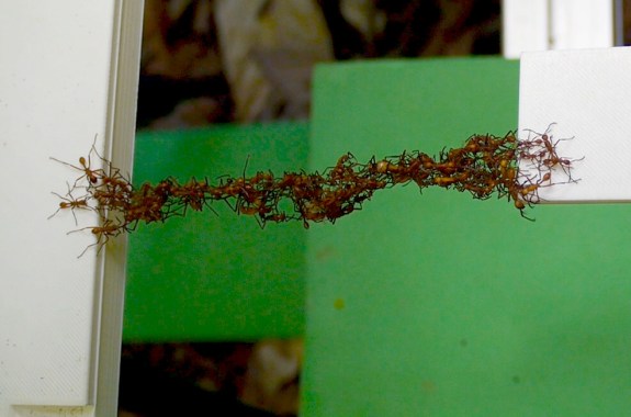 The Road Best Traveled: A Tale of Ants, Slime Mold, and the New Jersey Turnpike