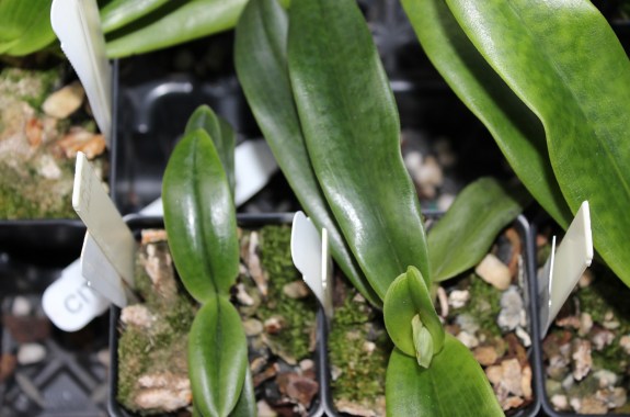 The Dirt On The Illegal Plant Trade