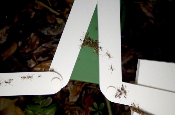The Swarming Intelligence Of Ant Colonies And Slime Molds