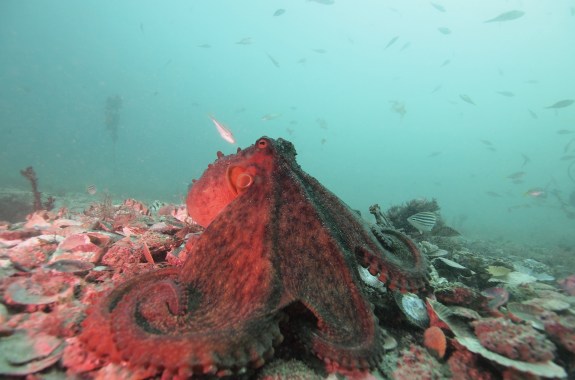 Eight Arms That Send a Message