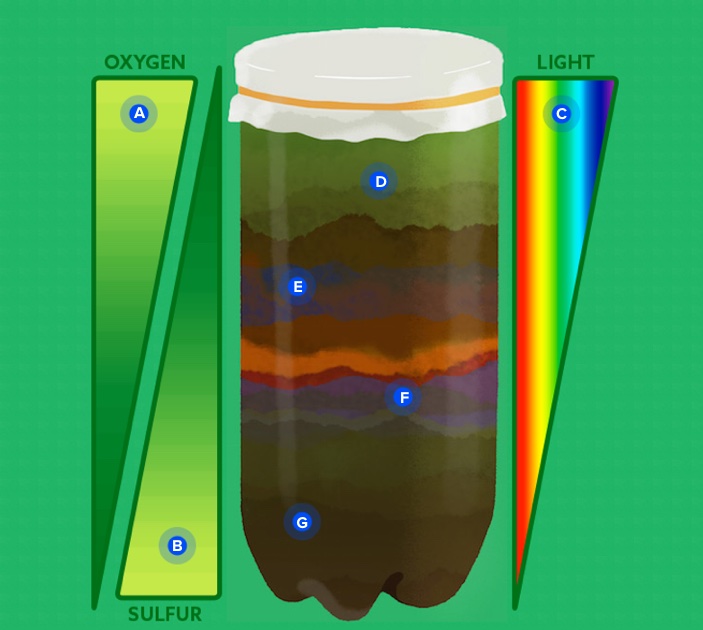 A diagram of Winogradsky Column Anatomy.