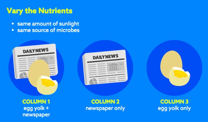 A diagram suggests ways to vary the nutrients in the column including using a combination of egg yolk and newspaper in one column, only newspaper in a second column, and only egg yolk in the third column. It notes that the same amount of sunlight and the same source of microbes should be used for all the columns.