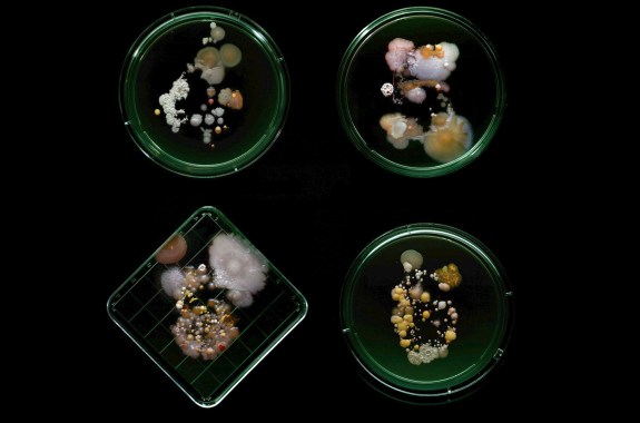 Subvisual Subway: The Art of New York City’s Bacterial World