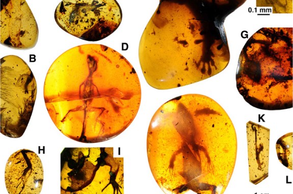Uterus Transplant, Missing Lizard Link, and a Sea Level Solution