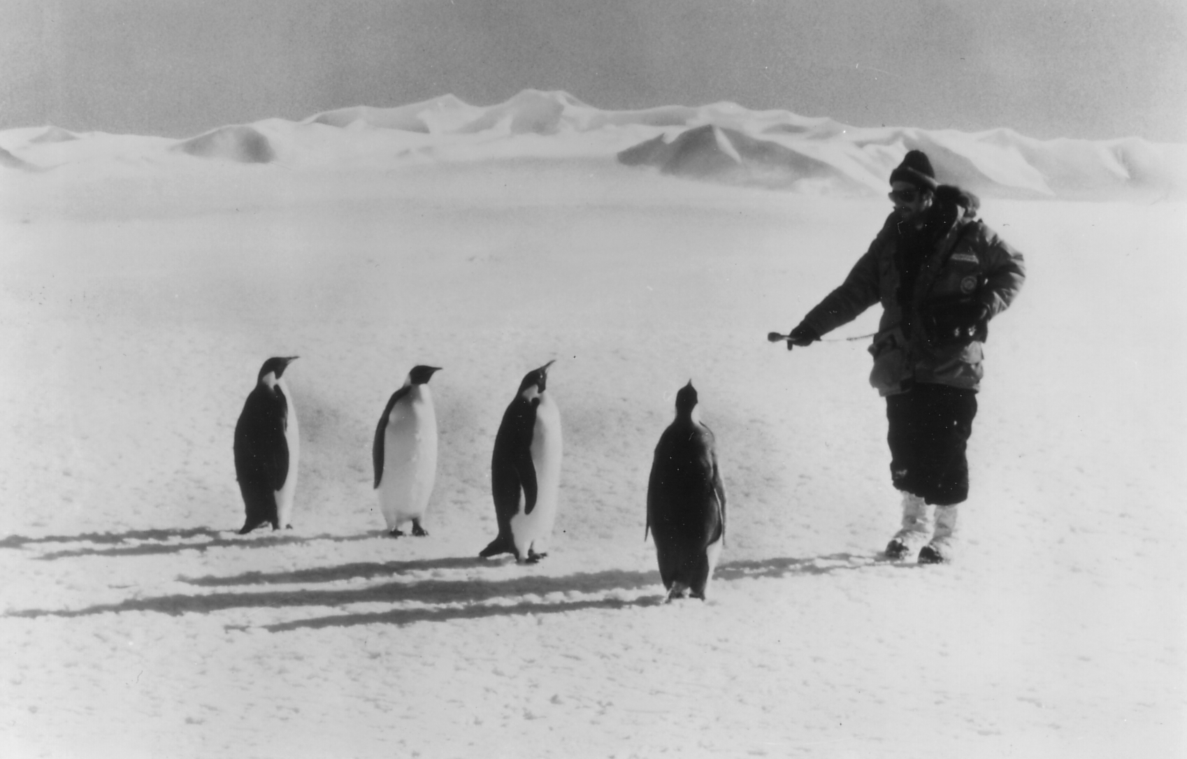 A man in Antarctica wearing a large coat pointing a mic at four emperor penguins in the foreground of a frozen landscape.