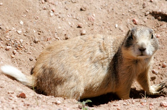 Reservoir Rules, Killer Prairie Dogs, and Wine Weather