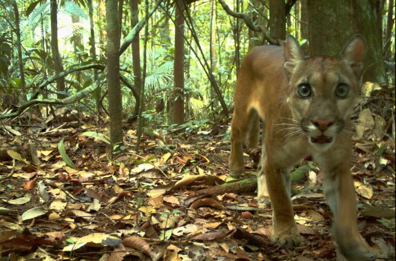 Selfies From The Animal Kingdom