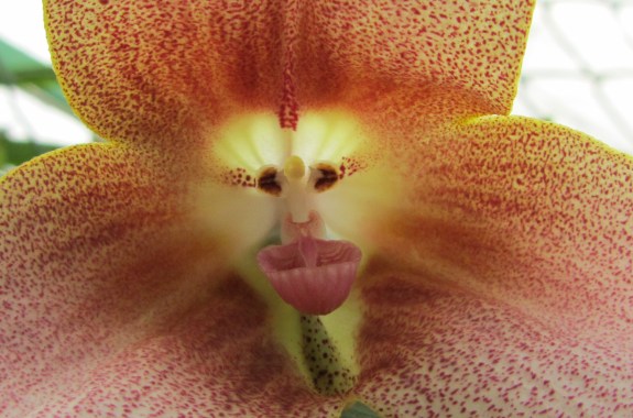 Sex, Lies, And Orchids