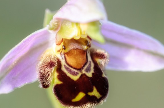 Orchids: Masters Of Deception