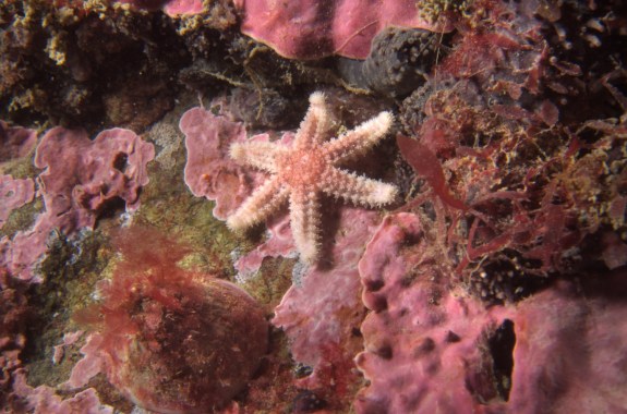 Wireless 5G Data, Earth’s Magnetic Bubble, and a Sea Star Mystery