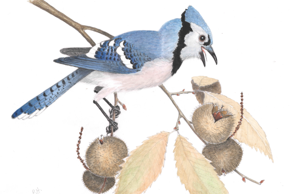 The Birds and the Bees