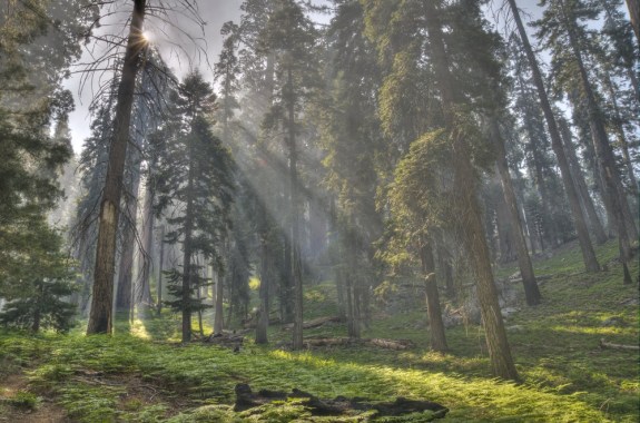 Finding a Sanctuary in Science