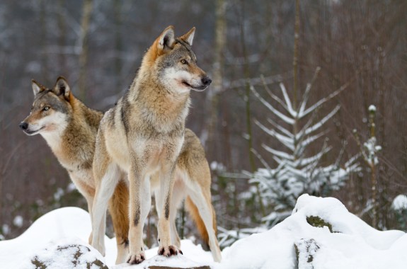 Dog Longevity, Depression Treatments, and the Trouble With Wolves