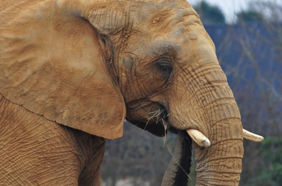 Inside the Minds of Zoo Animals