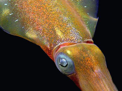 Caribbean Reef Squid Colors by Betty Wills