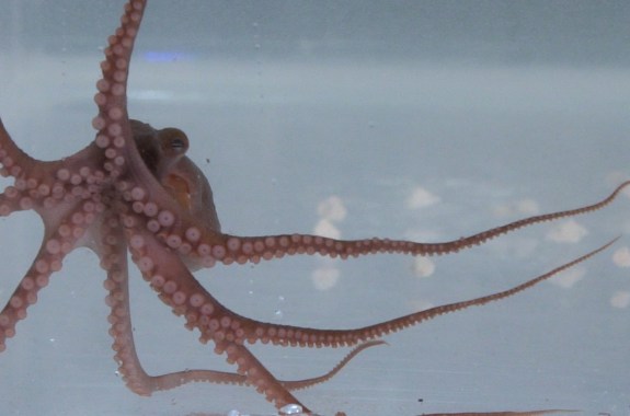 I, Octopus