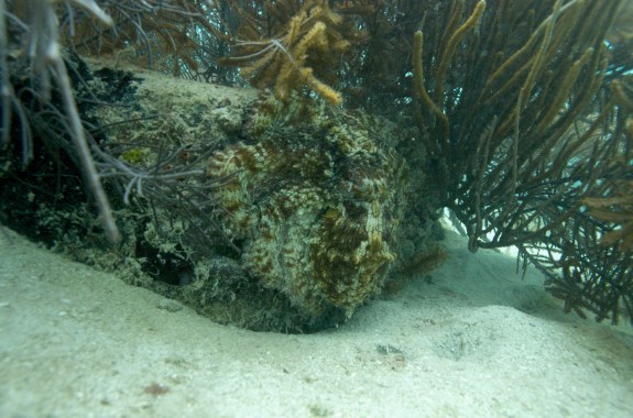 Secrets of Cephalopod Camouflage