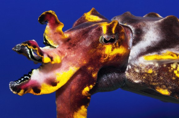 Closing Out the Cephaloparty