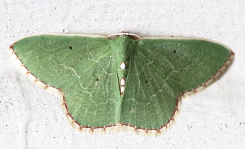 A green luna moth on a white sheet