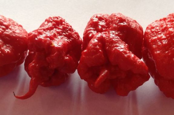 The Hottest Pepper in the World
